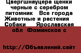 Цвергшнауцера щенки черные с серебром питомник - Все города Животные и растения » Собаки   . Ярославская обл.,Фоминское с.